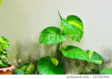 Fresh Australian native monstera Fresh Australian native monstera 125381443