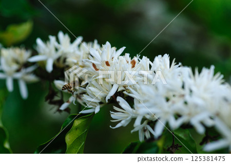 Coffee bean flowers blossom blooming on tree Coffee bean flowers blossom blooming on tree 125381475