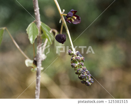 五葉木通(Akebia quinata)的雄花和雌花,五葉木通是木通科的一種落葉藤本植物 五葉木通(Akebia quinata)的雄花和雌花,五葉木通是木通科的一種落葉藤本植物 125381515
