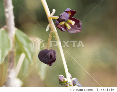 Male and female flowers of Akebia quinata, a deciduous vine of the Akebia aceae family 125381516