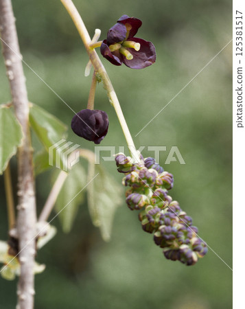 五葉木通(Akebia quinata)的雄花和雌花,五葉木通是木通科的一種落葉藤本植物 五葉木通(Akebia quinata)的雄花和雌花,五葉木通是木通科的一種落葉藤本植物 125381517