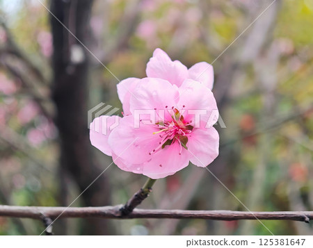 Delicate Pink Peach Blossom Delicate Pink Peach Blossom 125381647
