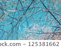 Branches against a blue sky 125381662