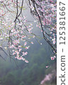 Blooming Cherry Blossoms in Misty Forest 125381667