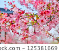 Cherry Blossom Branch in Full Bloom 125381669
