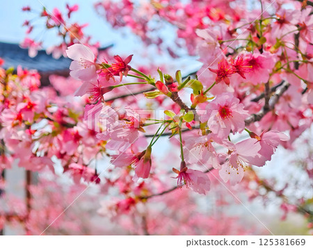 Cherry Blossom Branch in Full Bloom 125381669