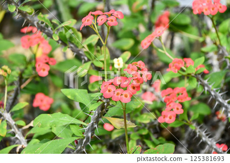 虎刺梅 虎刺梅 125381693