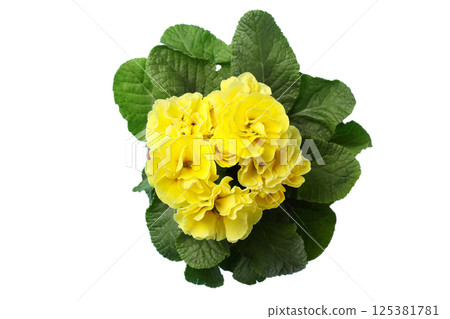 Gardening, A cluster of bright yellow primrose flowers and lush green leaves creates beauty, isolated on white, PNG Gardening, A cluster of bright yellow primrose flowers and lush green leaves creates beauty, isolated on white, PNG 125381781