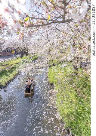 A springtime tourist spot in Kawagoe where a small boat passes through the Shingashi River 125381857