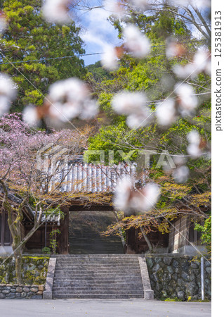 Kyoto Kokuzo Horinji Temple cherry blossoms and mountain gate Kyoto Kokuzo Horinji Temple cherry blossoms and mountain gate 125381913