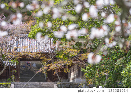 Kyoto Kokuzo Horinji Temple cherry blossoms and mountain gate Kyoto Kokuzo Horinji Temple cherry blossoms and mountain gate 125381914