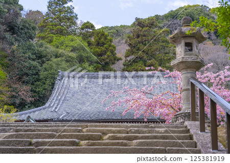 Kyoto Kokuzo Horinji Temple cherry blossoms and main hall Kyoto Kokuzo Horinji Temple cherry blossoms and main hall 125381919