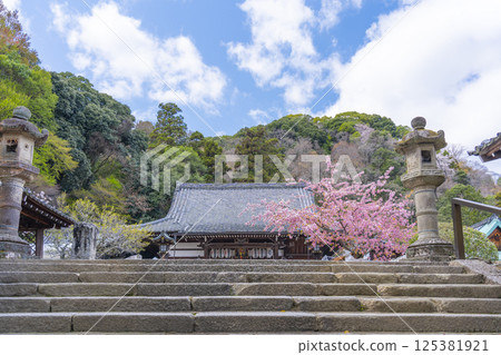 Kyoto Kokuzo Horinji Temple cherry blossoms and main hall 125381921