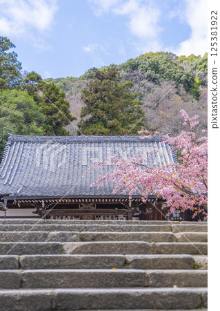 Kyoto Kokuzo Horinji Temple cherry blossoms and main hall Kyoto Kokuzo Horinji Temple cherry blossoms and main hall 125381922