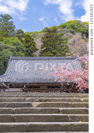京都黑藏法輪寺櫻花與主殿 125381923