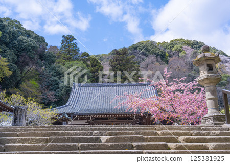 Kyoto Kokuzo Horinji Temple cherry blossoms and main hall Kyoto Kokuzo Horinji Temple cherry blossoms and main hall 125381925