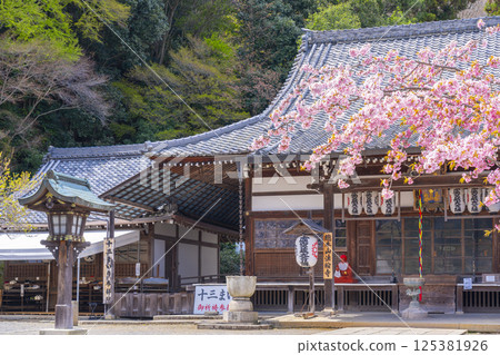 Kyoto Kokuzo Horinji Temple cherry blossoms and main hall 125381926