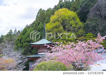 Kyoto Kokuzo Horinji Temple cherry blossoms and pagoda Kyoto Kokuzo Horinji Temple cherry blossoms and pagoda 125381938