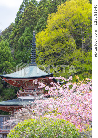 Kyoto Kokuzo Horinji Temple cherry blossoms and pagoda Kyoto Kokuzo Horinji Temple cherry blossoms and pagoda 125381940