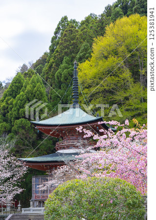 Kyoto Kokuzo Horinji Temple cherry blossoms and pagoda Kyoto Kokuzo Horinji Temple cherry blossoms and pagoda 125381941