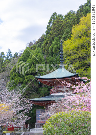京都國藏法輪寺櫻花與寶塔 京都國藏法輪寺櫻花與寶塔 125381942