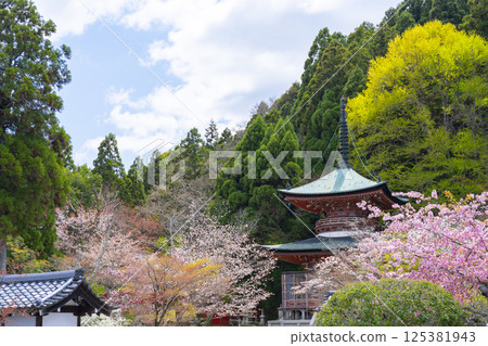 京都國藏法輪寺櫻花與寶塔 京都國藏法輪寺櫻花與寶塔 125381943