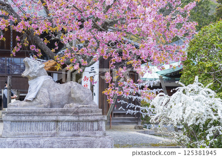 Kyoto, Kokuzo Horinji Temple, Guardian Tiger surrounded by cherry blossoms Kyoto, Kokuzo Horinji Temple, Guardian Tiger surrounded by cherry blossoms 125381945