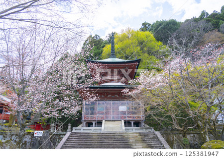 Kyoto Kokuzo Horinji Temple cherry blossoms and pagoda 125381947