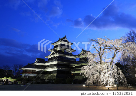 Matsumoto Castle and illuminated cherry blossoms in the blue moment Matsumoto Castle and illuminated cherry blossoms in the blue moment 125382021