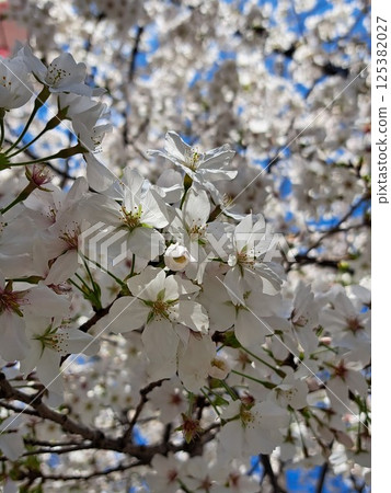 Cherry Blossoms	 125382027