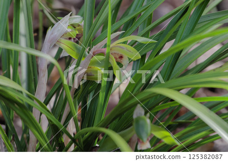Blooming of the wild orchid, the orchid family Blooming of the wild orchid, the orchid family 125382087