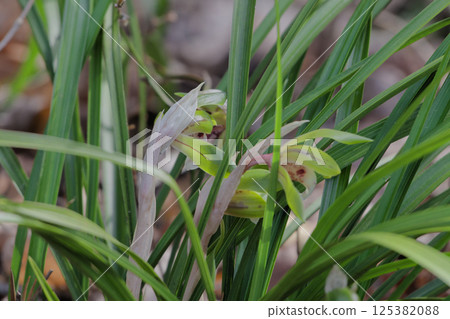 野生蘭花、蕙蘭盛開 125382088