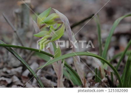 Blooming of the wild orchid, the orchid family Blooming of the wild orchid, the orchid family 125382090