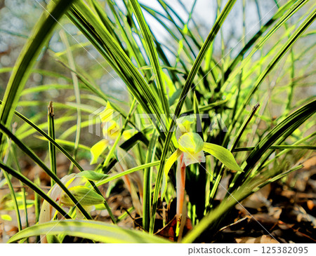 Blooming of the wild orchid, the orchid family 125382095