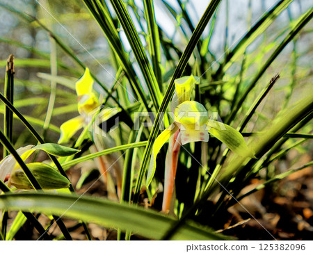 野生蘭花、蕙蘭盛開 野生蘭花、蕙蘭盛開 125382096