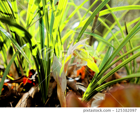 Blooming of the wild orchid, the orchid family Blooming of the wild orchid, the orchid family 125382097