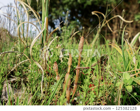 Fern, Horsetail family, spore stem 125382128