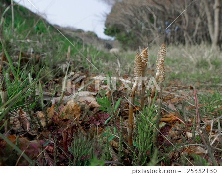 蕨類植物,馬尾草科,孢子莖 蕨類植物,馬尾草科,孢子莖 125382130