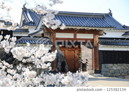 Matsumoto Castle's Taikomon Gate seen through the cherry blossoms 125382134