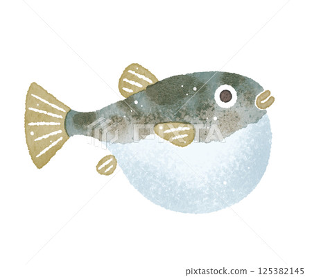 Fugu puffer fish watercolor illustration 125382145