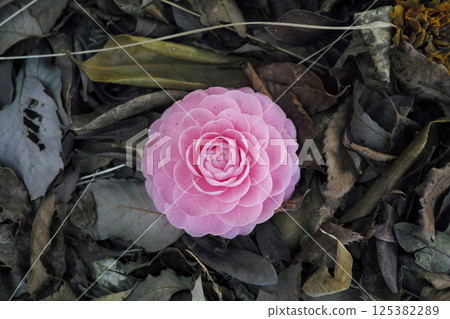 落下的山茶花 125382289