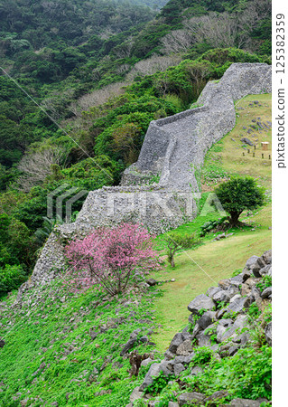 Kanhizakura at Nakijin Castle Ruins, a World Heritage Site 125382359