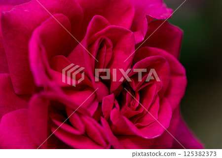 紅玫瑰特寫鏡頭 125382373
