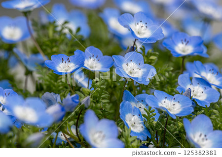 Blue Nemophila in full bloom 125382381