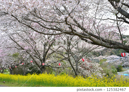 辰野口濱水公園 2025-4-12 #11 125382467