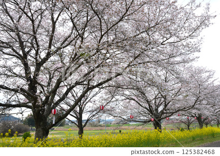 辰野口水岸公園 2025-4-12 #12 辰野口水岸公園 2025-4-12 #12 125382468