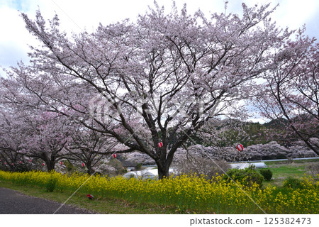 辰野口濱水公園 2025-4-12 #17 辰野口濱水公園 2025-4-12 #17 125382473