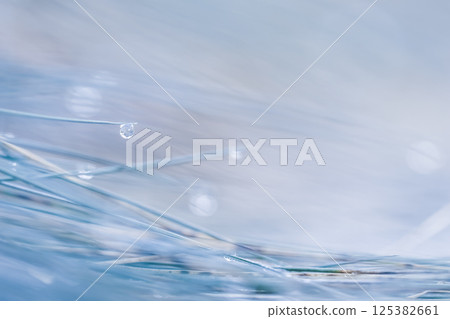 Soft focus ornamental grass Blue Fescue Festuca glauca with water drop. Blurred background Soft focus ornamental grass Blue Fescue Festuca glauca with water drop. Blurred background 125382661