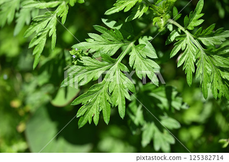 春艾(艾草) 春艾(艾草) 125382714