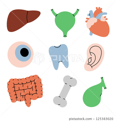 Human organs set. Heart, gallbladder, intestines, tooth, liver, eye, bone, ear, bladder. Vector illustration. 125383020